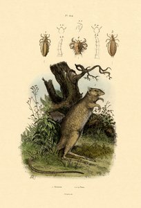 Rat-kangoeroe, 1833-39 door French School